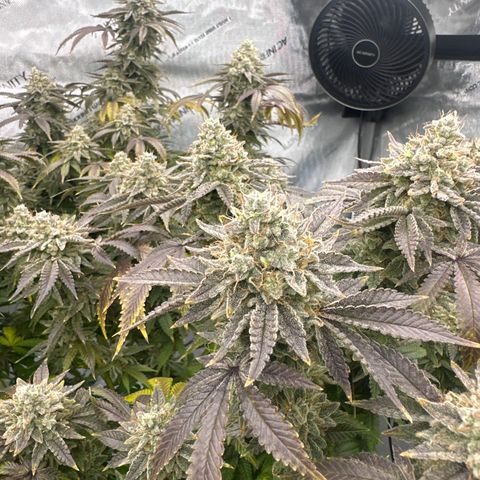 GSC3 growlog timeline photo