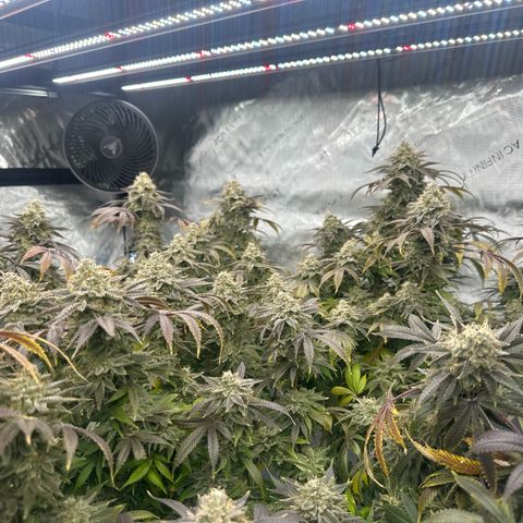 GSC3 growlog timeline photo
