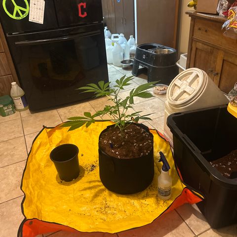 LSB growlog timeline photo