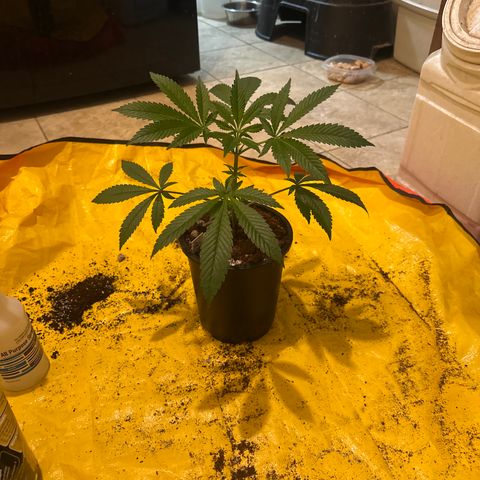 UM growlog timeline photo