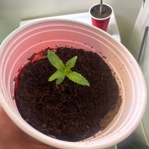 MC growlog timeline photo