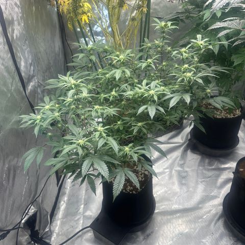 JD5 growlog timeline photo