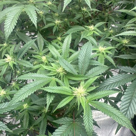 JD5 growlog timeline photo