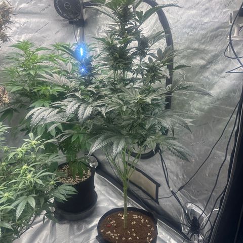 LG growlog timeline photo