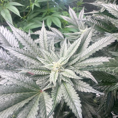 LG growlog timeline photo