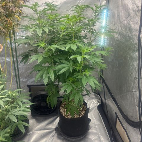 ICC growlog timeline photo