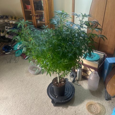 RMB3 growlog timeline photo