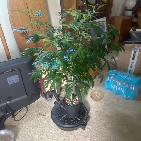 L13 growlog timeline photo
