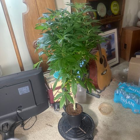LW4 growlog timeline photo