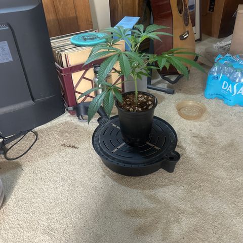 UM growlog timeline photo