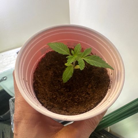 MC growlog timeline photo