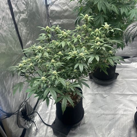 JD5 growlog timeline photo