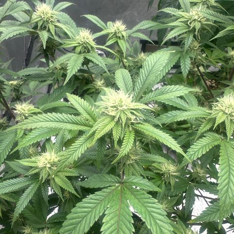 JD5 growlog timeline photo