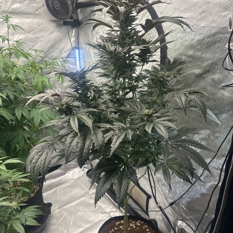 LG growlog timeline photo