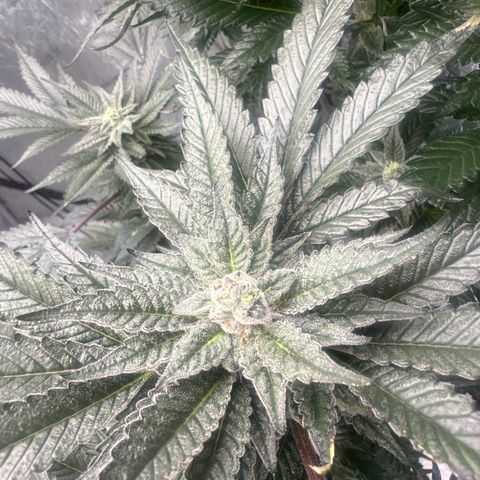 LG growlog timeline photo