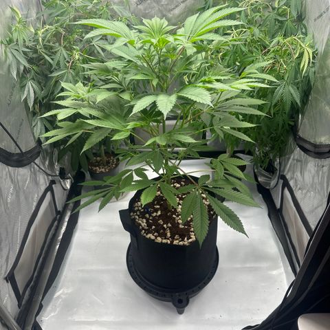 LSB growlog timeline photo