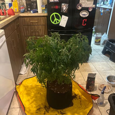 RMB3 growlog timeline photo