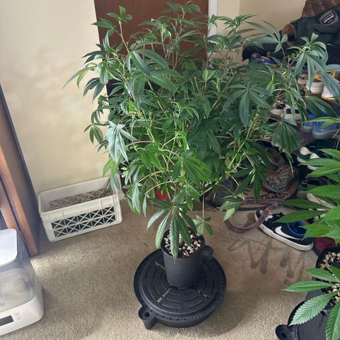 L13 growlog timeline photo