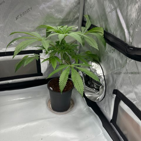 UM growlog timeline photo