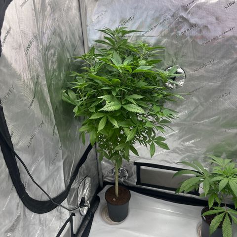 LW4 growlog timeline photo