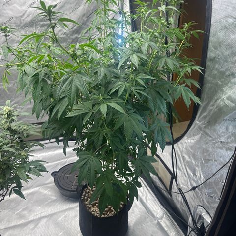 ICC growlog timeline photo
