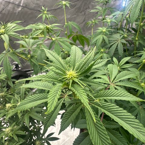 ICC growlog timeline photo
