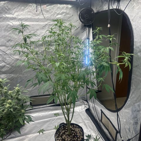 ICC growlog timeline photo