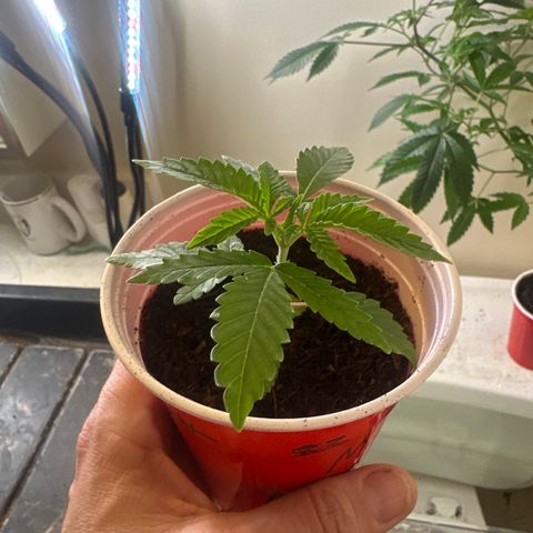 MC growlog timeline photo