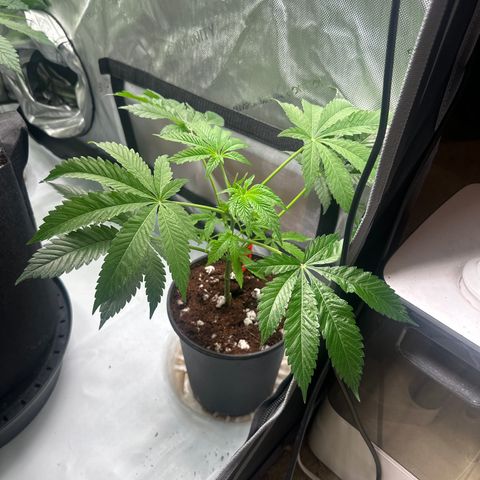 MM growlog timeline photo