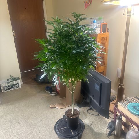 LW4 growlog timeline photo