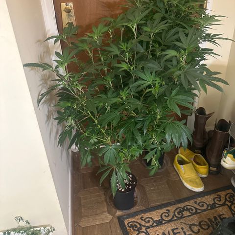 L13 growlog timeline photo