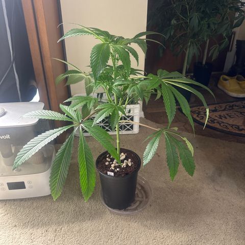 UM growlog timeline photo