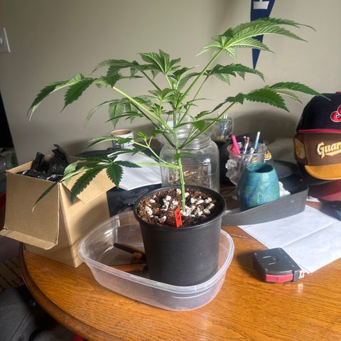 MM growlog timeline photo