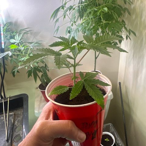 MC growlog timeline photo