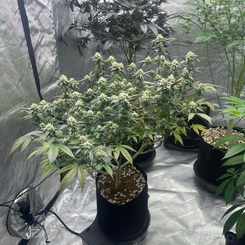 JD5 growlog timeline photo