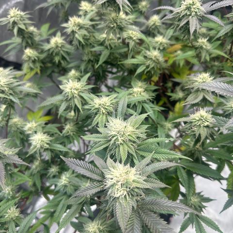 JD5 growlog timeline photo