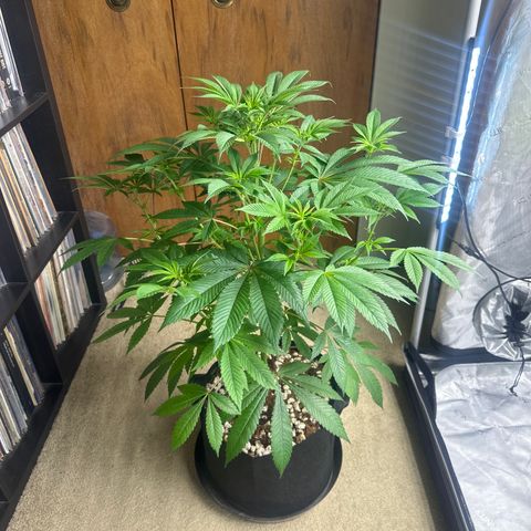 LSB growlog timeline photo
