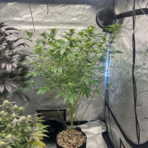 ICC growlog timeline photo