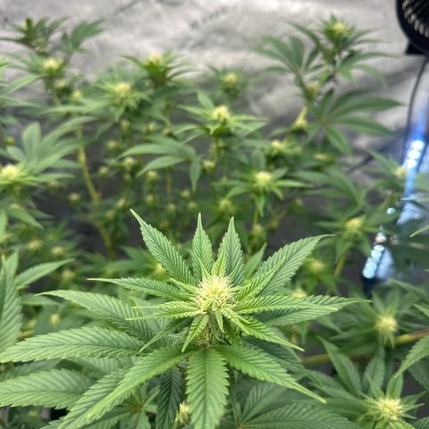 ICC growlog timeline photo