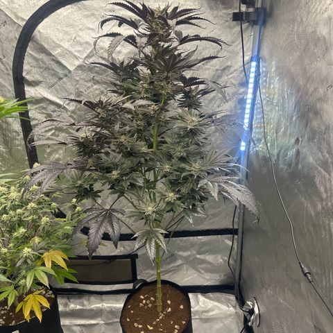 LG growlog timeline photo