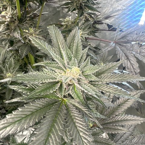 LG growlog timeline photo