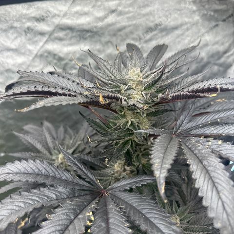 LG growlog timeline photo