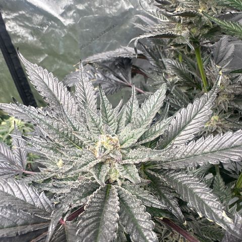 LG growlog timeline photo
