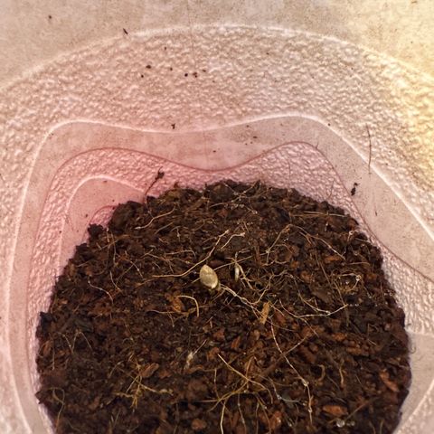 DAE growlog timeline photo
