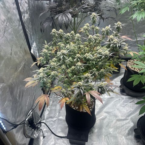 JD5 growlog timeline photo