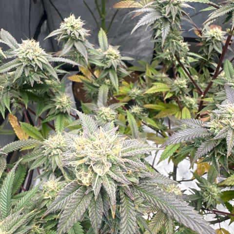 JD5 growlog timeline photo