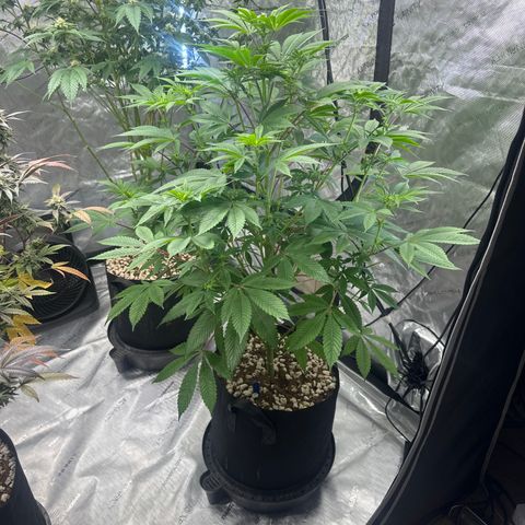 LSB growlog timeline photo