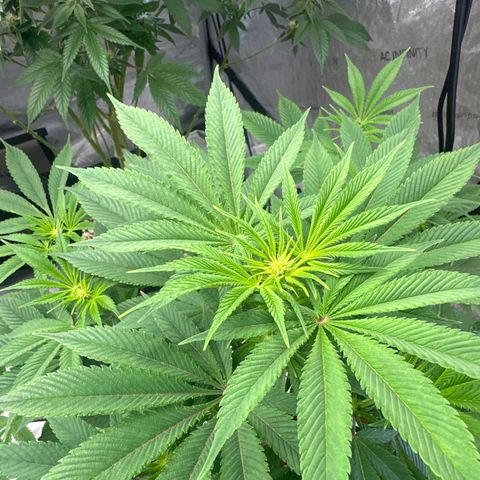 LSB growlog timeline photo
