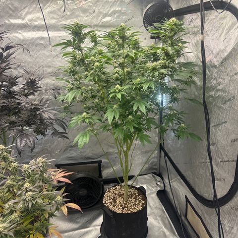ICC growlog timeline photo