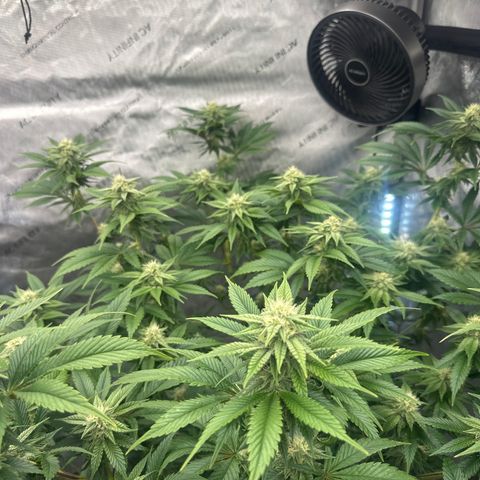 ICC growlog timeline photo
